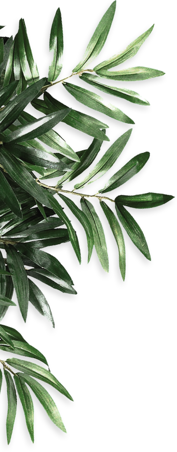 Plante