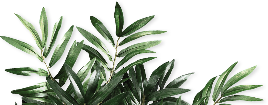 Plante